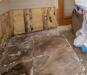 Mold-Remediation-1