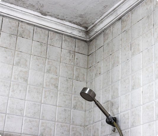 Mold-Remediation-2