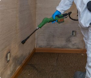 Mold-Remediation-3